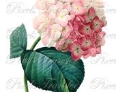 HYDRANGEA Large Digital Image, digital download for decoupage and scrapbooking Redoute 030