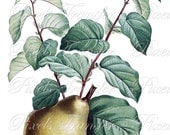 PEAR Digital Downloads, Redoute botanical illustration, yellow fruit clipart 187