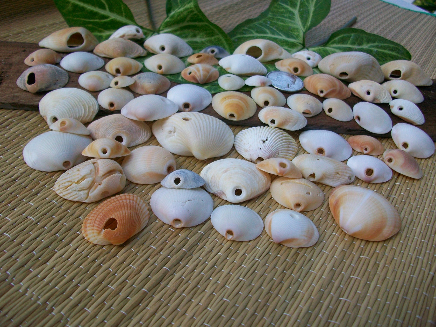 Broken+Seashell+Crafts ... seashells, beach home decor, jewelry supplies, crafts (Lot 166