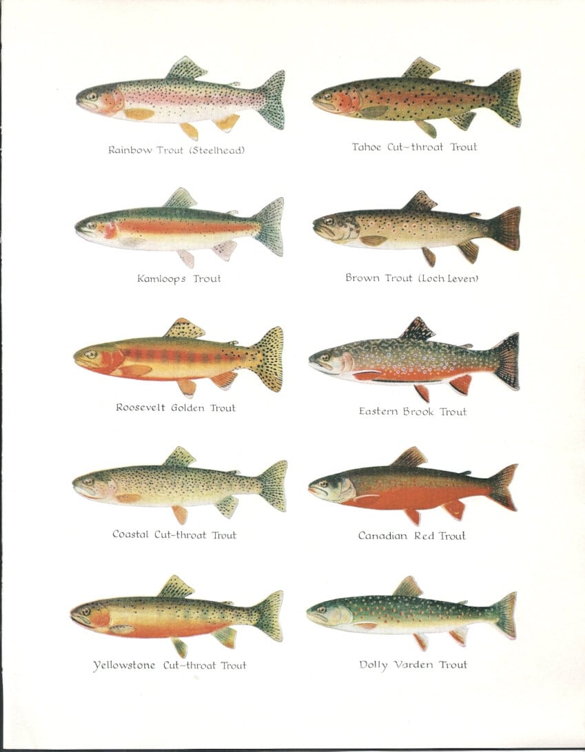 Types Fish