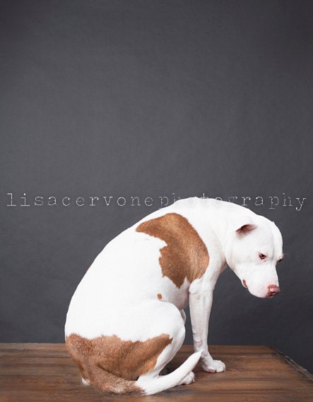 Detroit, pit bull, fine art dog photography, home decor fine art photography,gray, white, brown minimalistic, dog photography