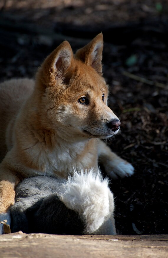 Dingo Pup At Play by GPNaturePhotos on Etsy