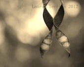 Symbiosis - 8x10 Sepia Fine Art Photography Print