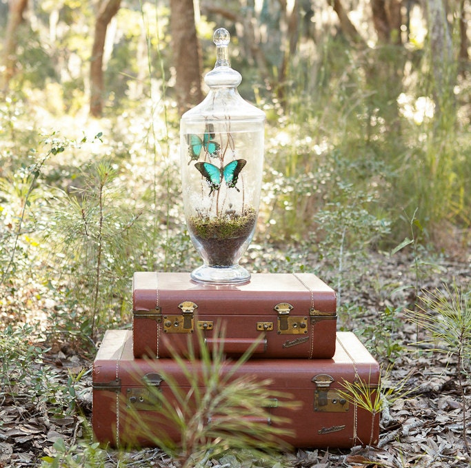 Butterfly Terrarium, Real Butterfly in Glass Apothecary Jar Terrarium Kit