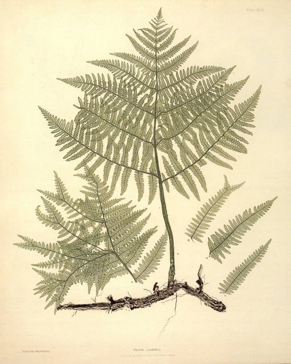 Antique Botanical Print "Fern Specimen 003" Vintage Floral Fine Art Woodland Print - Natural History Art Print