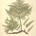 Antique Botanical Print "Fern Specimen 003" Vintage Floral Fine Art Woodland Print - Natural History Art Print