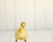 Nursery Wall Art, Duck Photography, Minimalist, Minimalism, white, yellow wall art, unisex nursery, cute funny gift for him, duckling 5x7