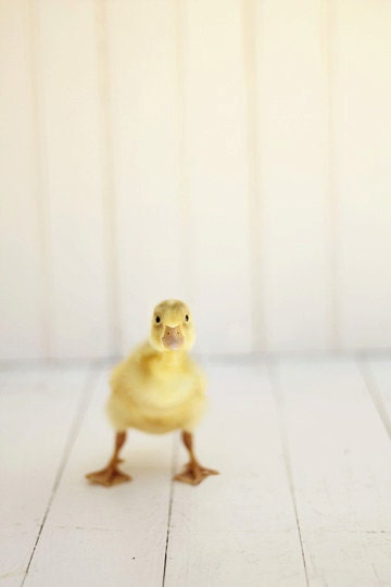 Nursery Wall Art, Duck Photography, Minimalist, Minimalism, white, yellow wall art, unisex nursery, cute funny gift for him, duckling 5x7