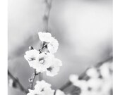 Black and White Flower Photography - light grey gray silver print floral monochromatic nature wall art - 11x14, 8x10 Photograph, "Silence"