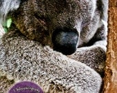Nursery Art Koala Cuddles, Australian Outback 5" x 7" Animal, Nature, Wildlife, Bear, Grey green black brown, Wall Home decor, Photograph