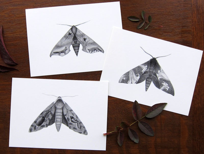 Woodland Sphinx Moth Collection - Three 5x7 prints - Nature art
