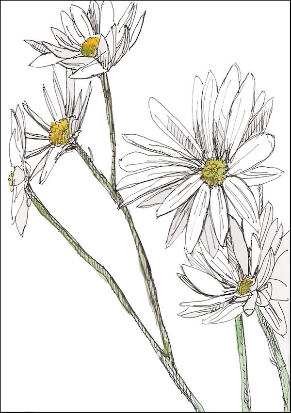 Fine art card set of five daisies white daisy flowers,  giclee of gerber daisies  5.5x4.25