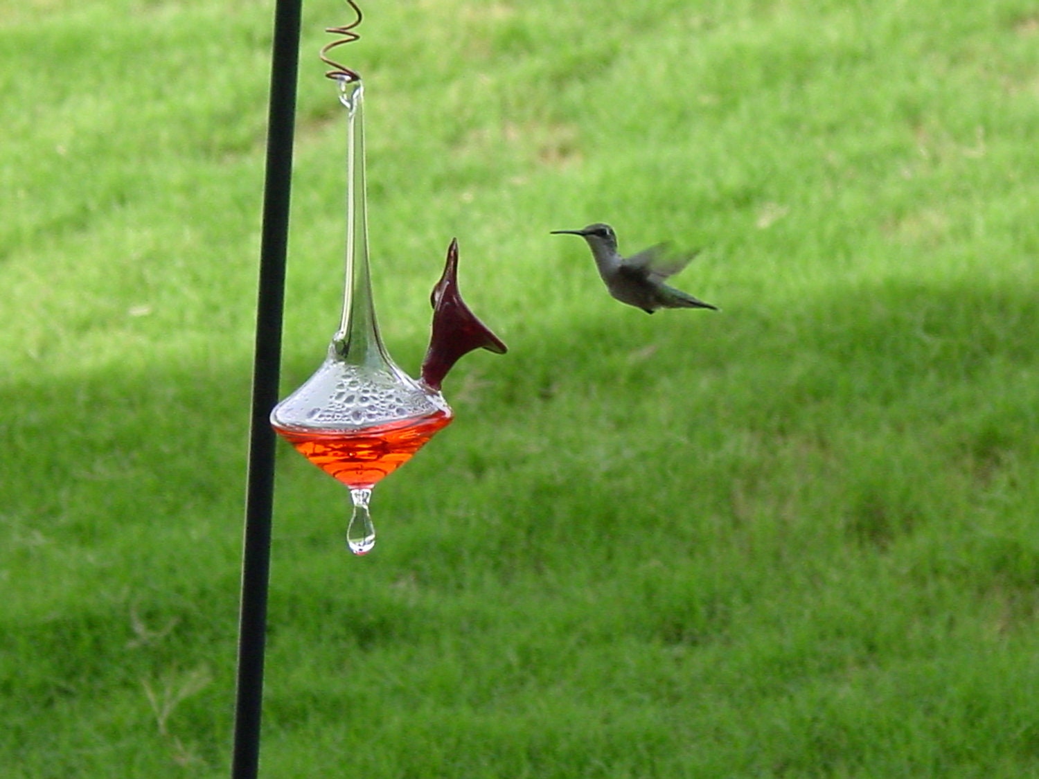 Handblown glass hummingbird feeder