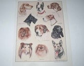 Vintage Color Plate of 11 Dogs