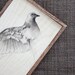 Original Pencil Drawing Bird Dove Sketch
