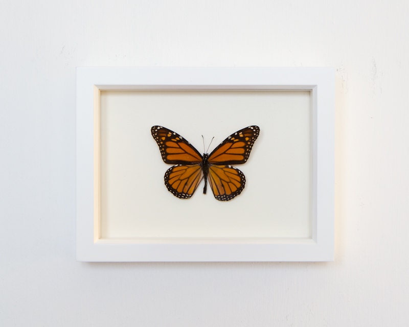 Real Framed Butterfly Monarch Butterfly