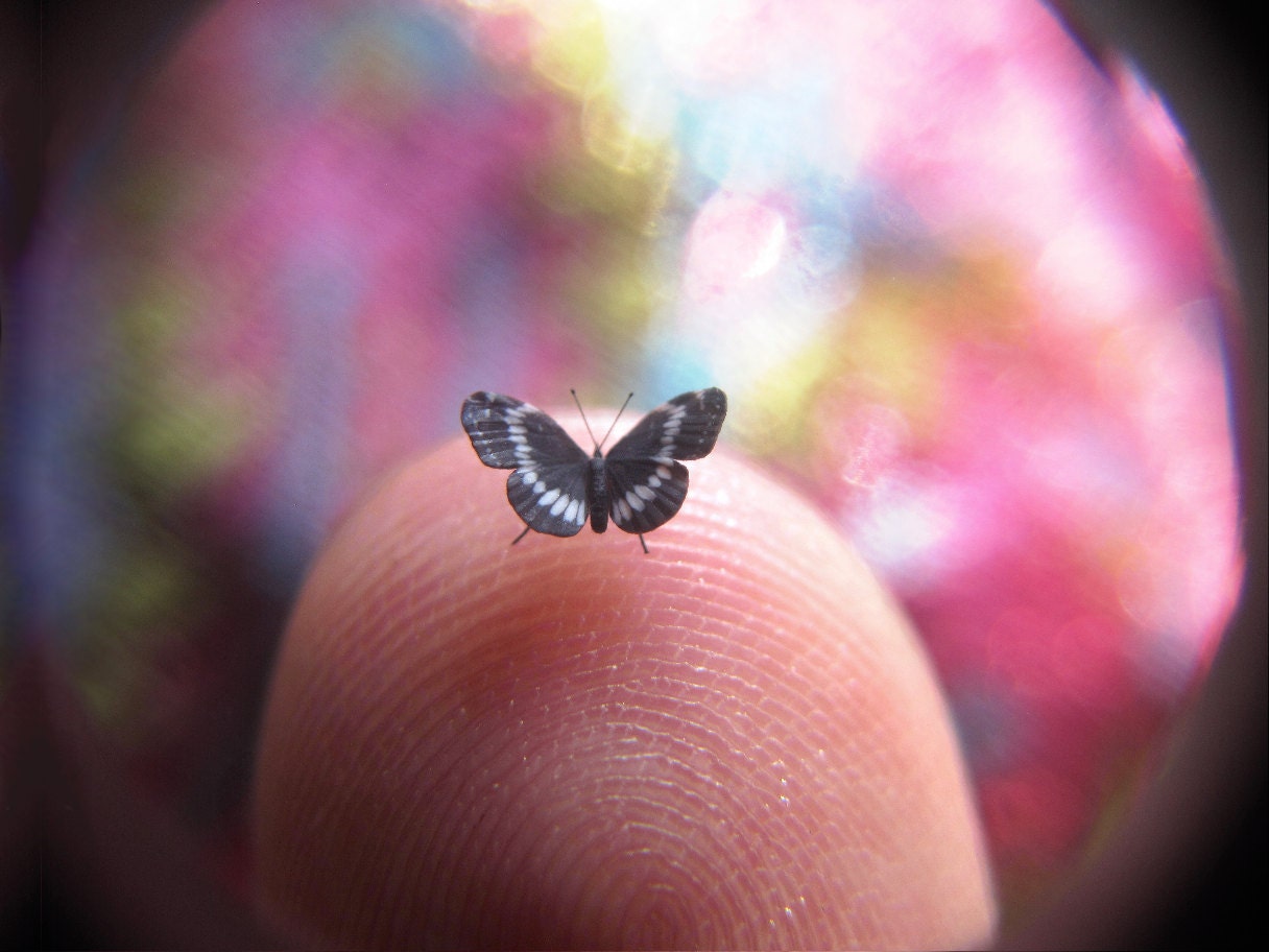 Still-Life Western Admiral Butterfly Sculpture in Dollhouse Miniature Scale - 5/32" Wingspan