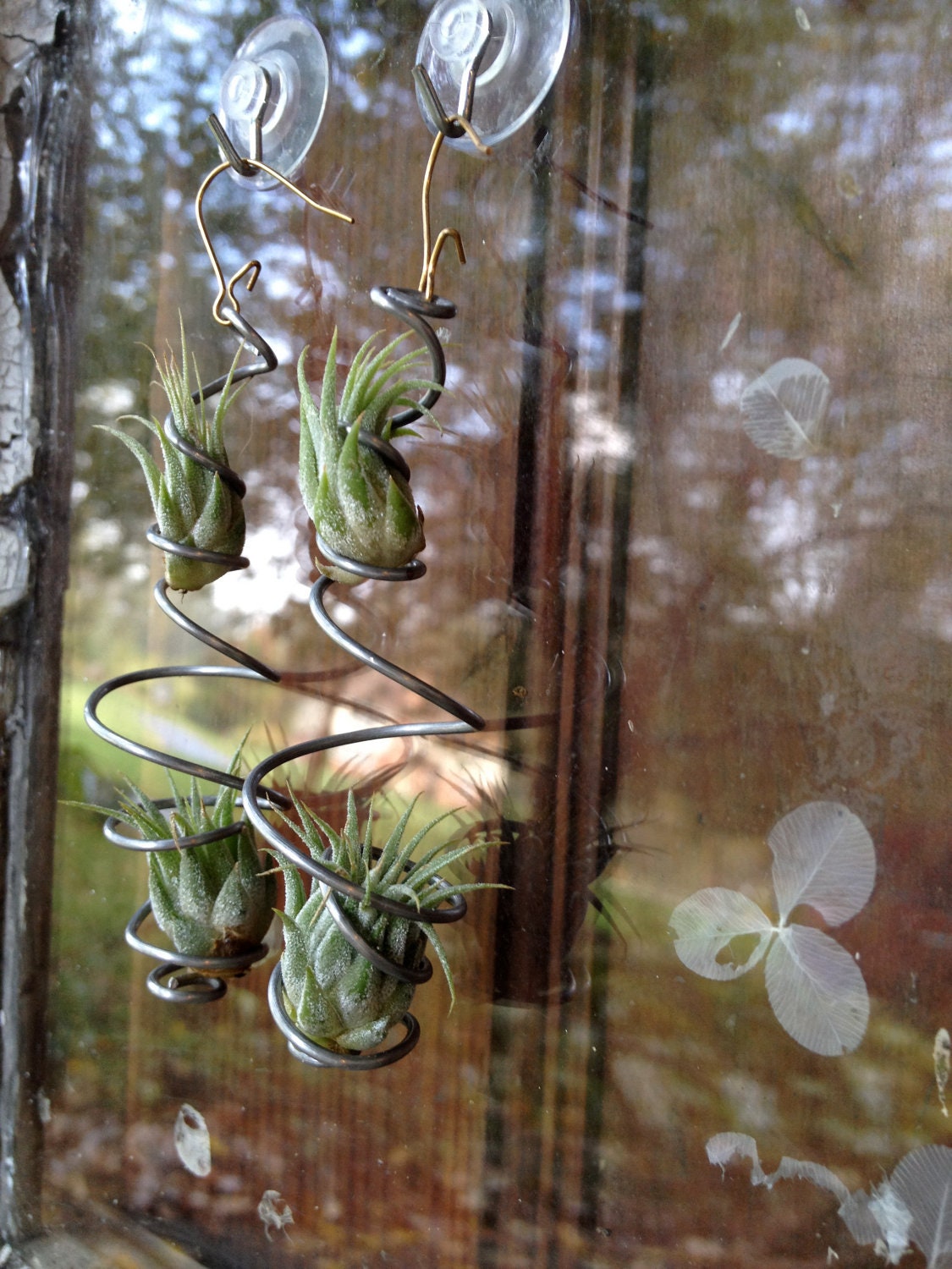 NEW DESIGN Pair of Living Air Plant Earrings