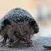 Needle Felted Wool Animals- OOAK artist Hedgehog-needle felt by Daria Lvovsky- Reserved for Marishka