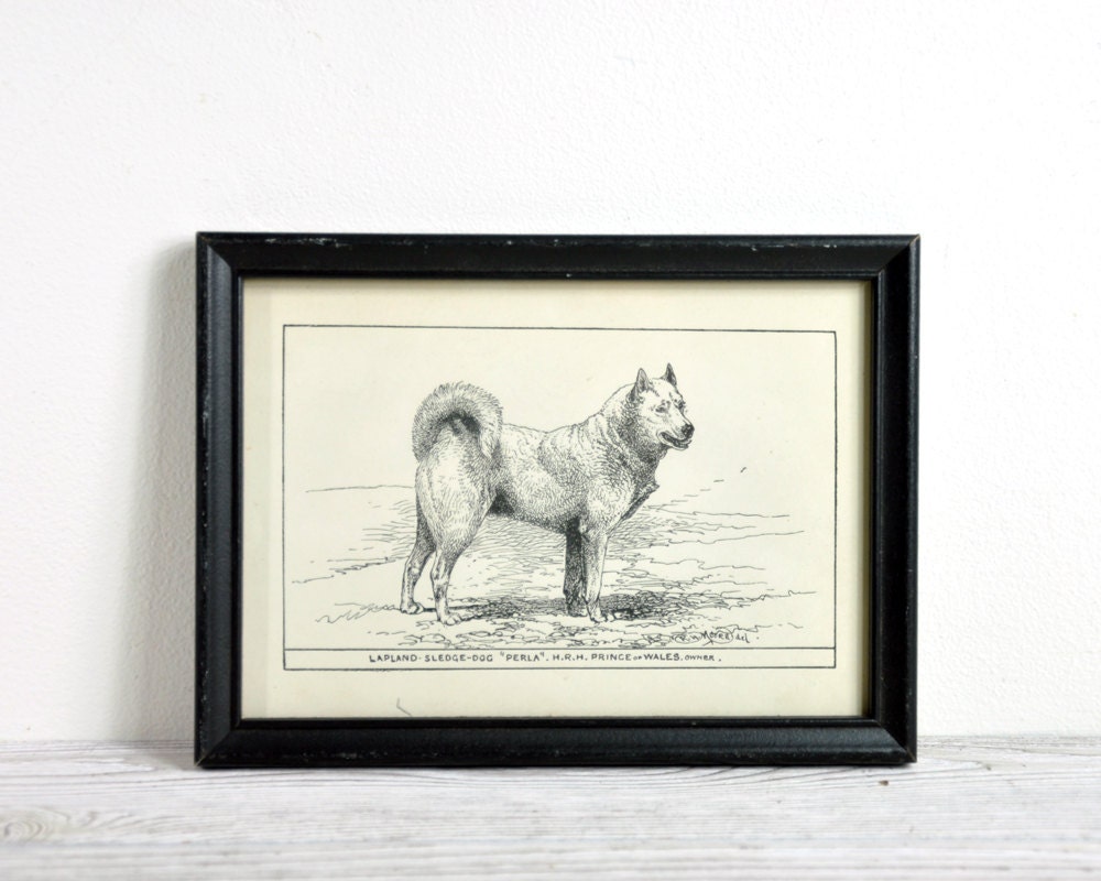 Vintage Framed Dog Print