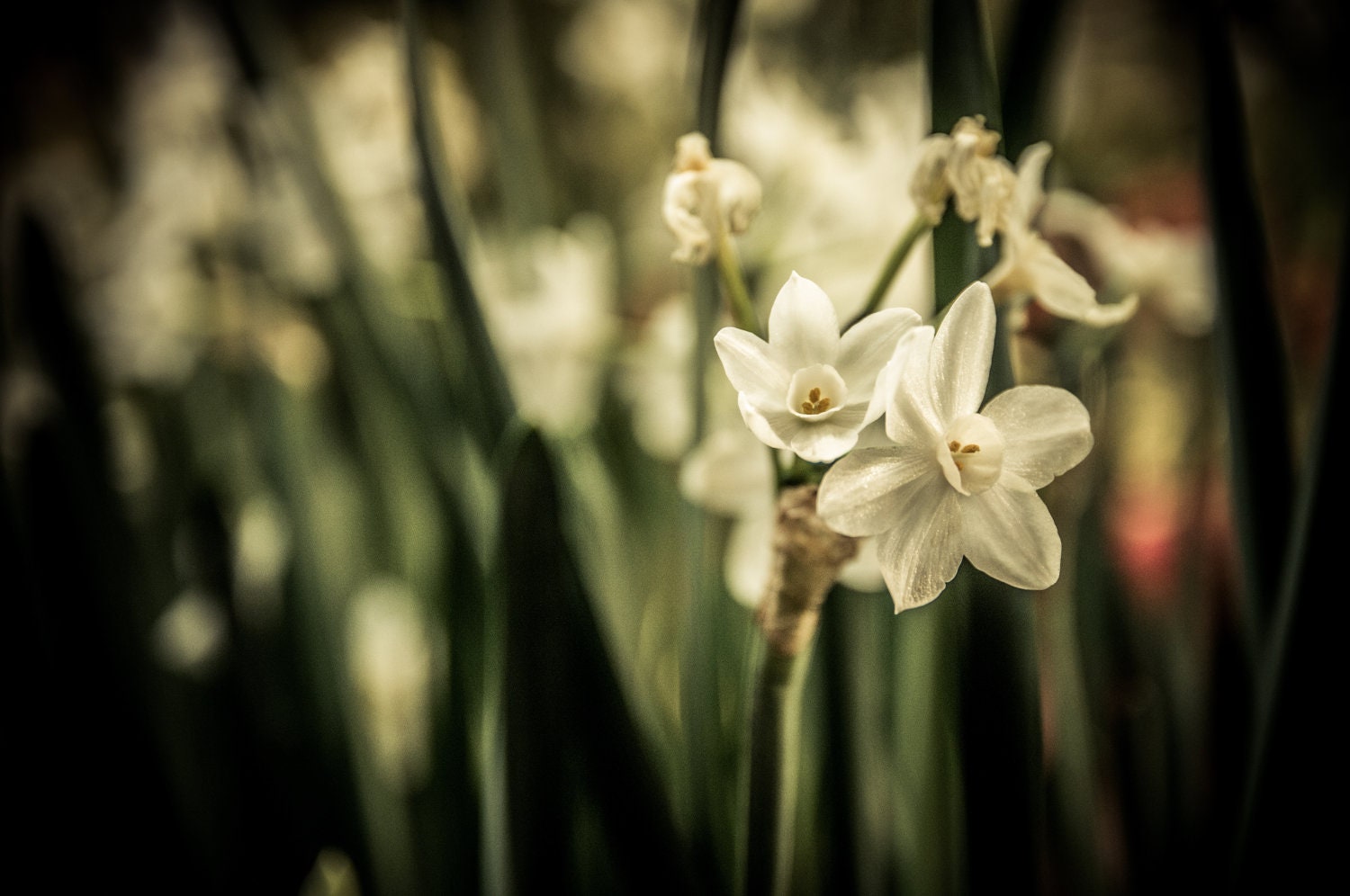 Flower Forest White Nature Plant Fine Art Photography