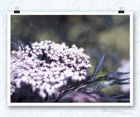 Photograph, elderberry flowers, Washington, Pink, pink, pink, it is beautiful, I think,  8x10 fine art print