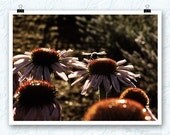 Bee photography, pollinator, flight, take off, cone flower