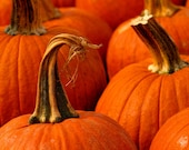 Autumn Pumpkins - Halloween Photography - Fall - Orange - Harvest - Vegetable - 6X9 - Art Print  - Color Photography - Stem - JoshFriedmanPhoto