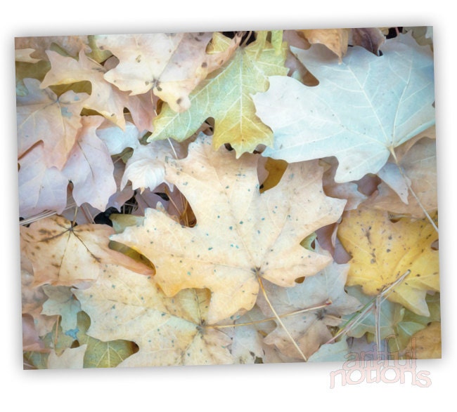 Pastel Art, Fall Leaves, Autumn Art, Photograph, Forest Art, Woodlands Photo, Maple Leaf, Wall Decor, Wall Art, Fine Art Print, 11x14 - artfulnotions