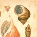 RESERVED 1920 Mollusks Print, Antique Natural History Lithograph Conchs Marine Gastropods
