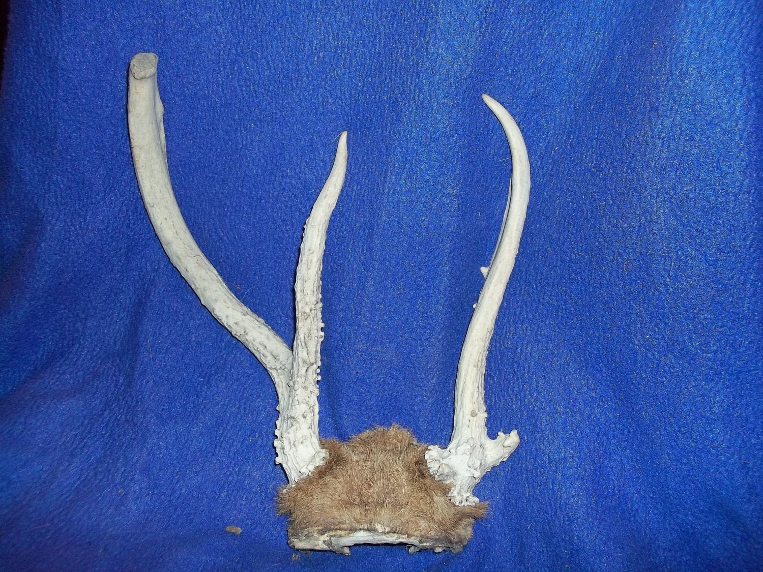 Real bone animal part deer head taxidermy skeleton skull cap with antlers