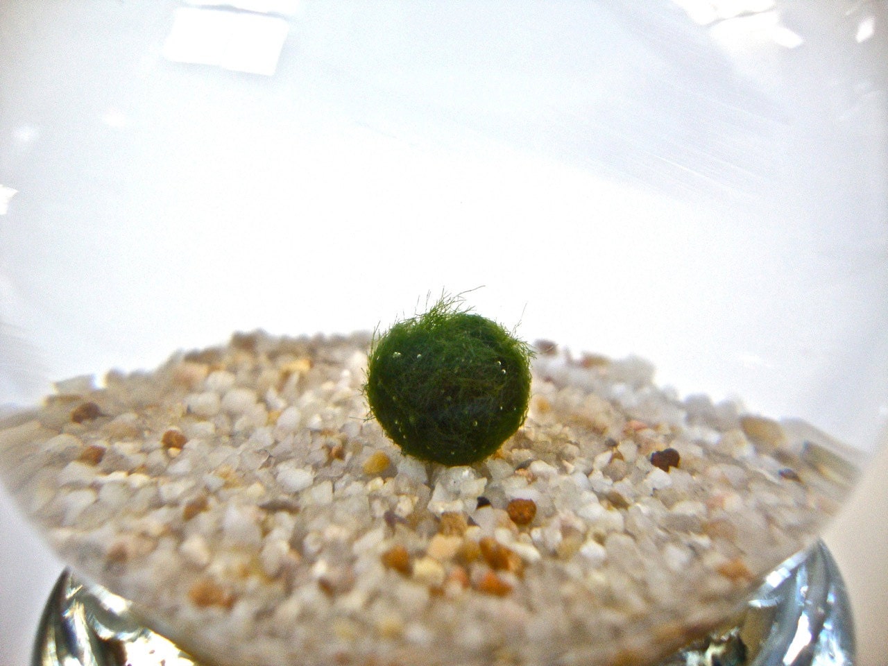Marimo Moss Ball in a Repurposed Light Bulb / Lightbulb Aqua Terrarium