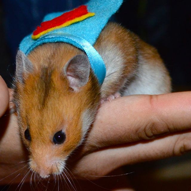 Superman hamster costume. Hamster / pet Halloween costumes by la Marmota Café.