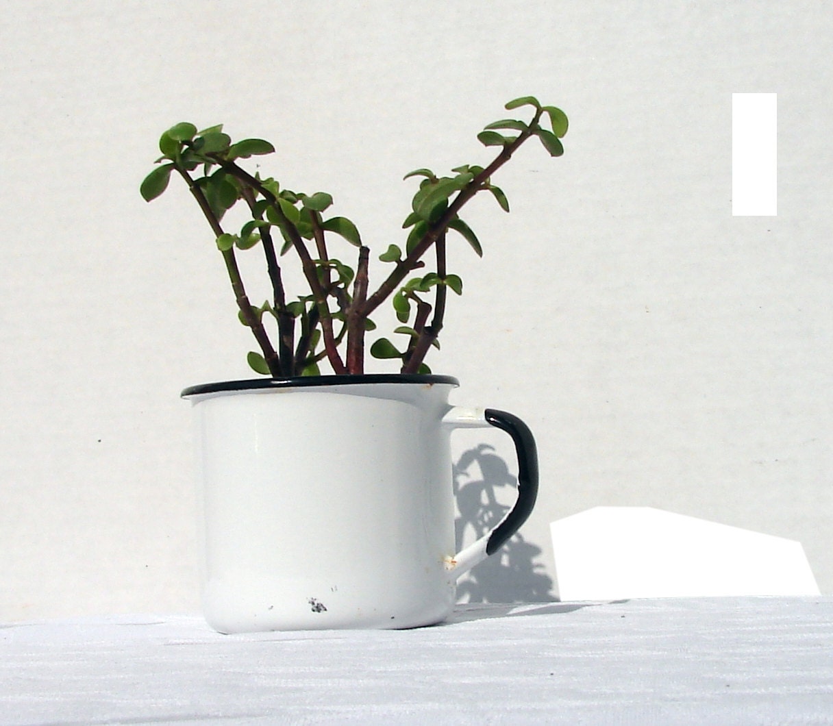 Cute Small Porcelain Tin Cup - 1950's Porcelain White Vintage Kitchen - Black and White