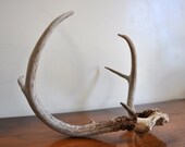 Vintage Deer Antlers - Wall Hanging, Home Decor, Woodland, Cabin Decor
