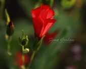 Scarlet flax Photograph - Fine Art Nature Photography - FREE SHIPPING-  home decor - 8x8 print - red flower - mothers day gift