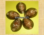 Drilled One Hole Tiger (Brown)Cowrie/Cowry Shell (5)
