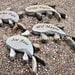 Stone Flowers Garden Art         Hand Chipped Sandstone Flower