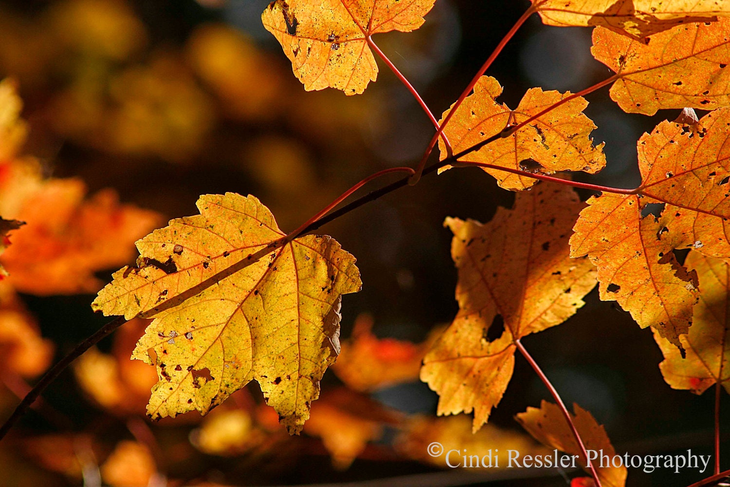 Fall Leaves 2, 5x7 Fine Art Photography, Nature Photography - CindiRessler