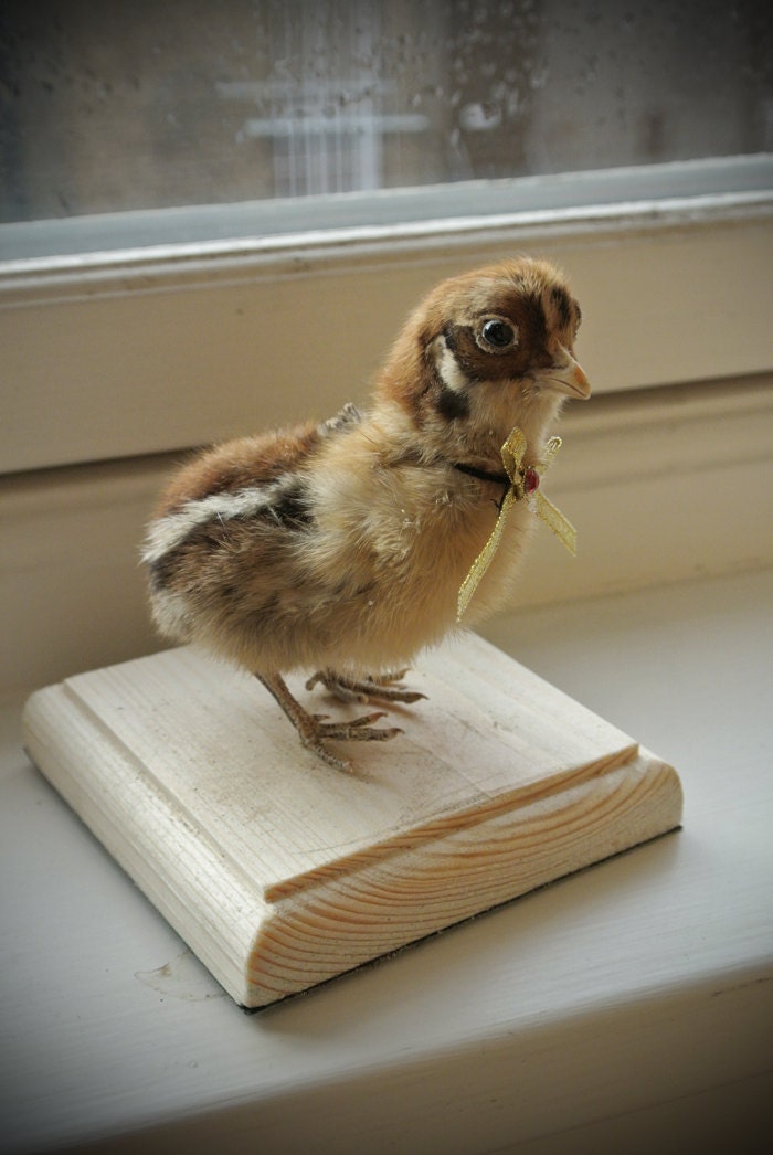 Taxidermy Chick on Wooden Base With Bow featured image