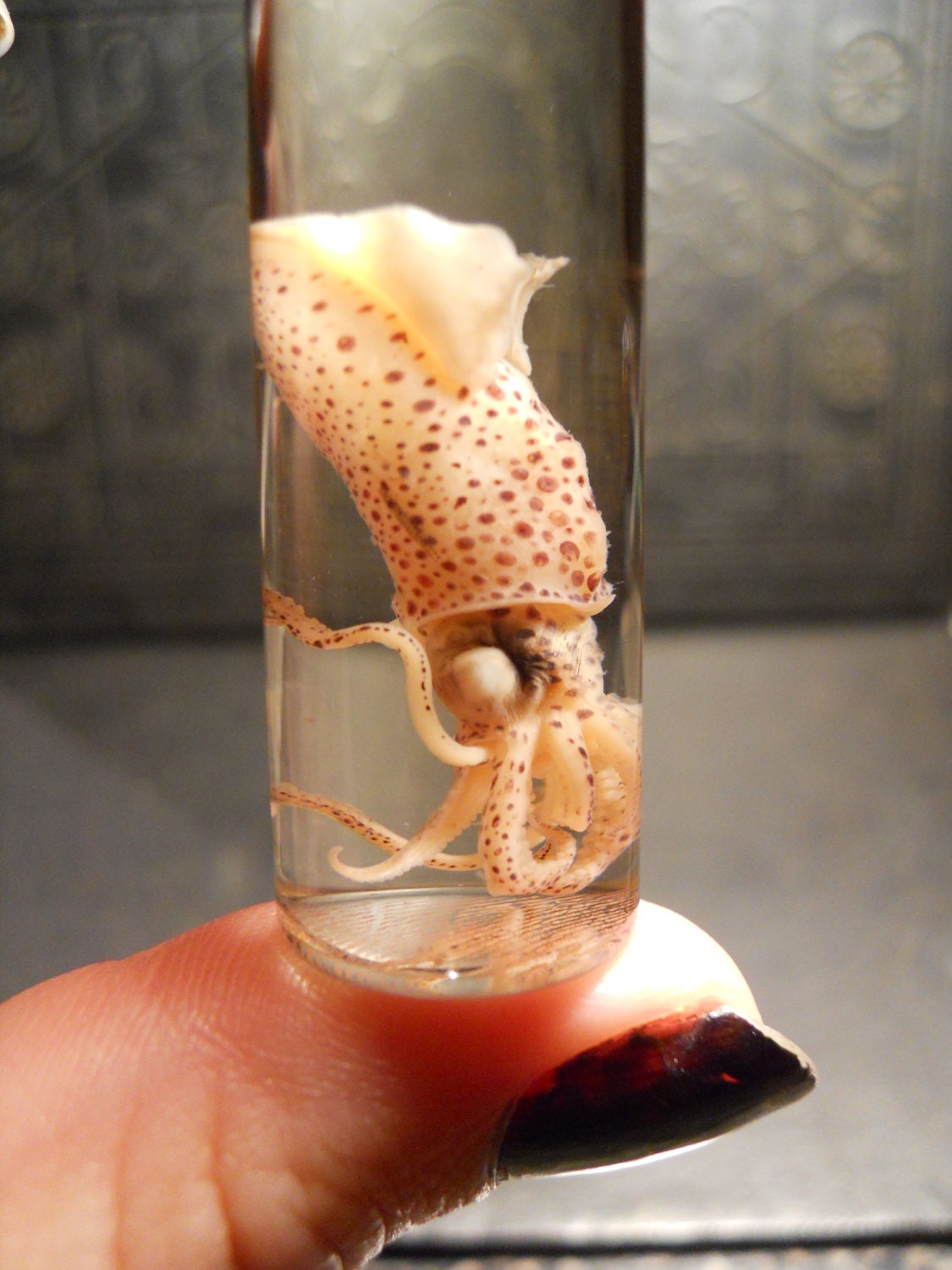 1 TINY Pink Baby Squid Wet Specimen in 2 Dram Vial Jar