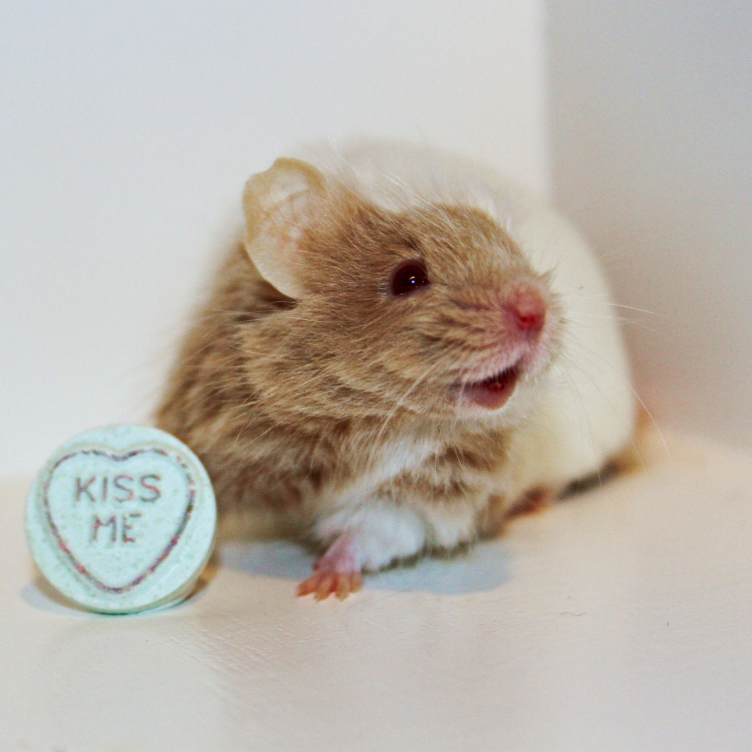 Mouse Kiss Photographic Print, Fine Art Giclee 8x8, Love, Pet, Anniversary