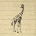 Printable Digital Giraffe Download Graphic Animal Artwork Illustration Image Antique Clip Art for Transfers Printing etc HQ 300dpi No.2584