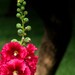 Organic Hollyhock Seeds