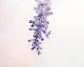 Lavender Fine Art Photography-  Floral, Nature, Purple, Winter Snow, Dreamy Wall Decor - Lavender Sprinkle - HoneySparrow