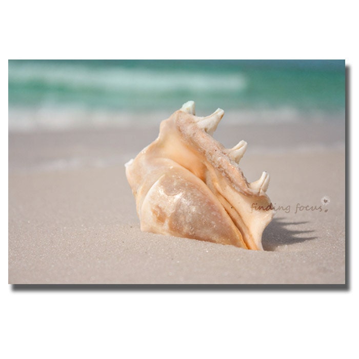 Seashell Photo, Pale Peach Cream Seafoam Blue Sand Sea Spider Conch Shell, Coastal Living Room Beach Cottage Decor, 8x12 Seaside Photography