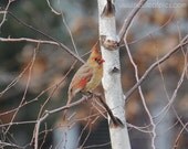 Nature Photography, animal photography, red and white Cardinal print, fine art photo, 8x10 photograph