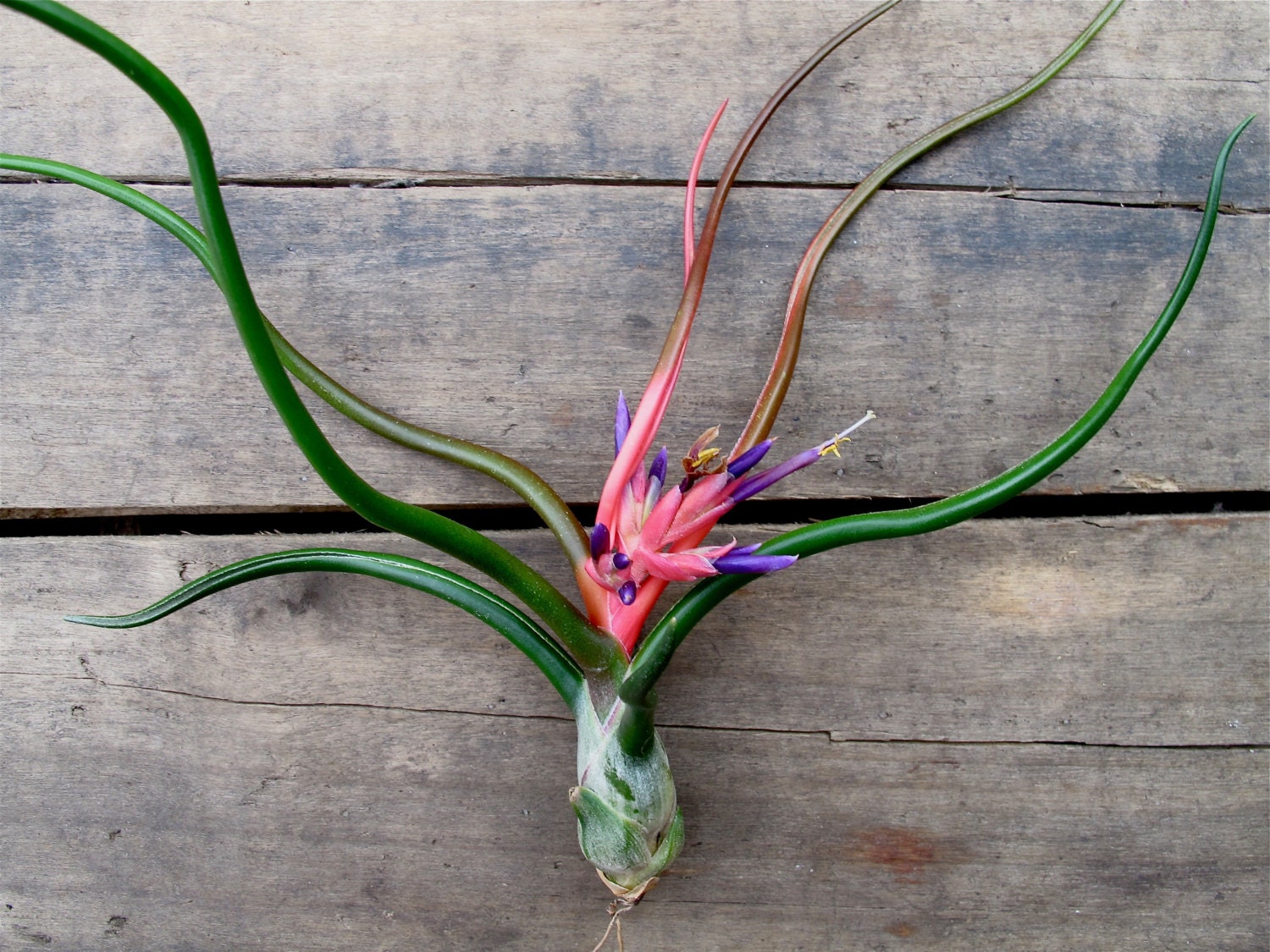 Air plant - Bulbosa airplant Tillandsia - bloom late summer