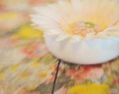 Fine Art Photography Daisy Floral Pastel 8x8 Photo Bokeh Modern Wall Decor Room Decor