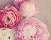 Floral Fine Art Photograph, Pink, Cream, Ranunculus Flowers, Four Blooms on Beige, Shabby Chic Art, Spring, Romantic, Home Decor, 8x8 Print